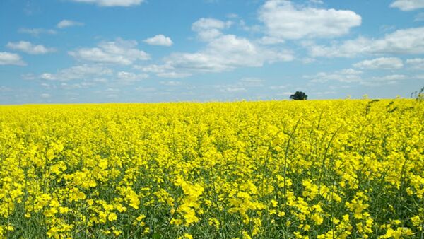 استفاده از کود ازته برای کلزا ضروری است