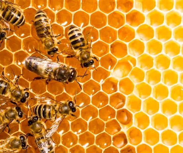 آذربایجانغربی پایتخت عسل کشور است