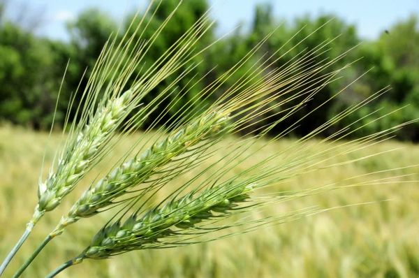کاهش ۶۲ درصدی بارندگیها؛ توصیههای فنی جهاد کشاورزی برای مدیریت گندم دیم در آذربایجان شرقی
