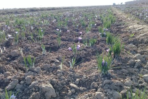 افزایش تدریجی سطح زیر کشت محصولات کم آب بر