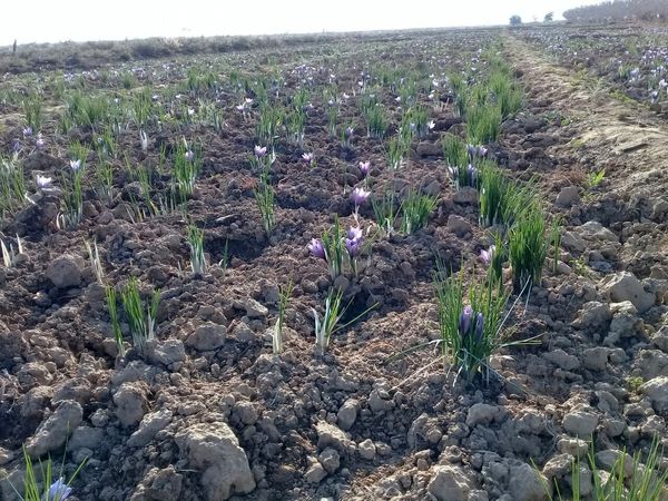 افزایش تدریجی سطح زیر کشت محصولات کم آب بر