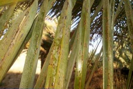 بروز آفت زنجرک خرما در نخیلات استان بوشهر