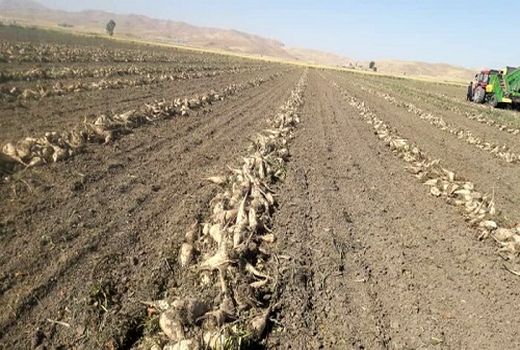 برداشت مزارع چغندر قند مرودشت ادامه دارد 