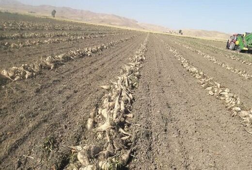 برداشت مزارع چغندر قند مرودشت ادامه دارد 