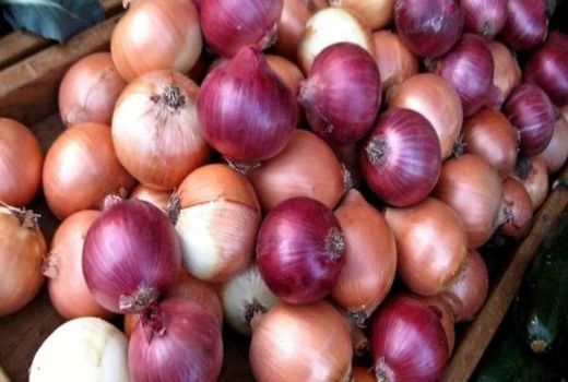 خرید توافقی ۱۵۰ تن پیاز توسط تعاون روستایی استان همدان