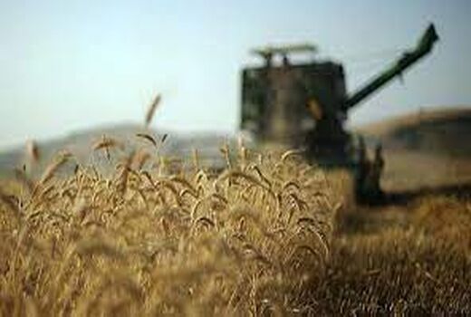 برداشت گندم در زرین دشت فارس