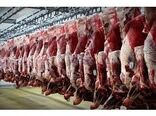 520 تن گوشت قرمز در بابل تولید شد/ ارزش اقتصادی هزار میلیاردی