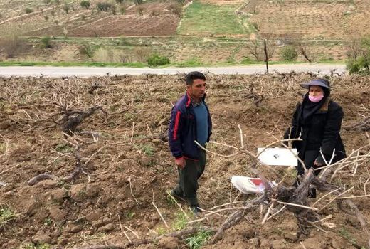 نصب تله‌های فرمونی در باغات شهرستان کیار