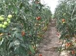 بهره برداری از یک گلخانه مکانیزه تولید صیفی جات