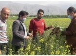 مبارزه در سطح ۲۰۸۶ هکتار مبارزه شیمیایی با علفهای هرز در لرستان