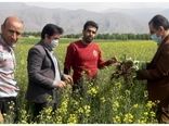مبارزه در سطح ۲۰۸۶ هکتار مبارزه شیمیایی با علفهای هرز در لرستان