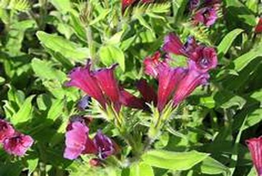 برداشت گاوزبان از 5.6  هکتار مزارع بارور شهرستان سیرجان