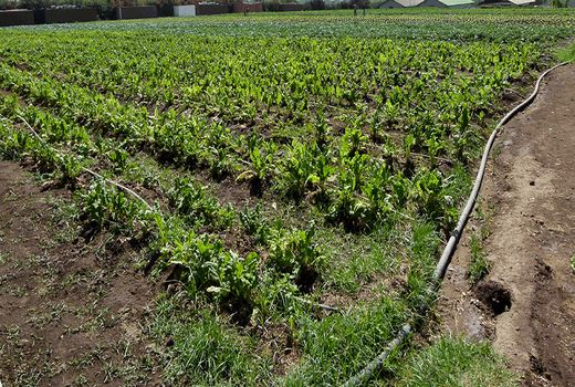 تولید بیش از یک میلیون تن محصولات صیفی و سبزی  در استان بوشهر 