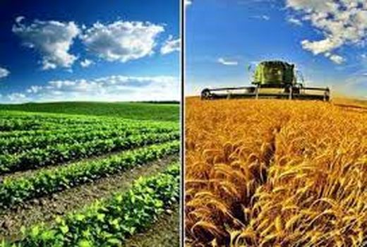 تعهد کاشت 6 هزار هکتار محصولات راهبردی در قیروکارزین 