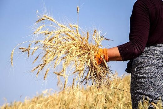 پیش‌بینی برداشت بیش از 35 هزار تن گندم در شهرستان کوثر اردبیل