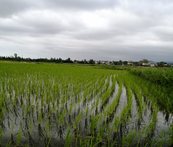 کاهش شدید مصرف آب با اجرای طرح یکپارچه‌سازی اراضی در شالیزارهای شمال/ قانون جلوگیری از خرد شدن اراضی باید اصلاح شود