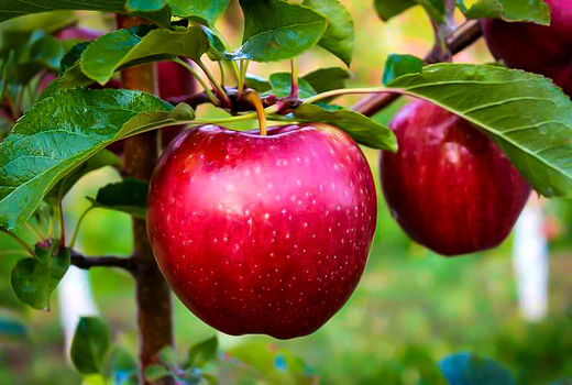 بیش از ۱۷۰ هزار تُن سیب در مهاباد برداشت شد