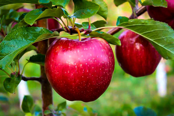 بیش از ۱۷۰ هزار تُن سیب در مهاباد برداشت شد