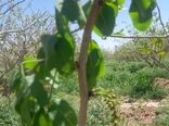 باغات پسته و بادام در شهرستان ارزوئیه(منطقه صوغان)  خسارت دیدند