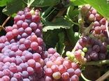 35 هزار تن انگور یاقوتی در سیستان و بلوچستان برداشت شد