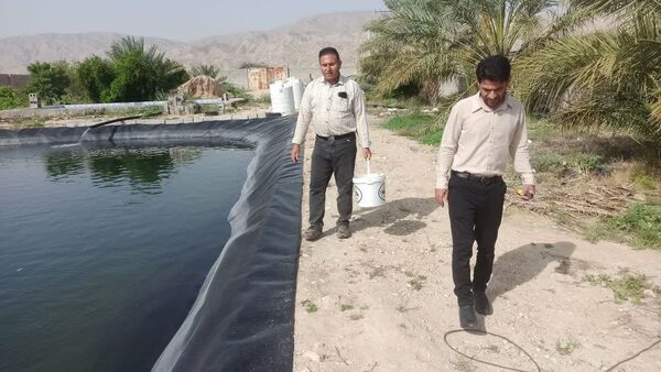 پرورش ماهی سی بس برای اولین بار در فراشبند