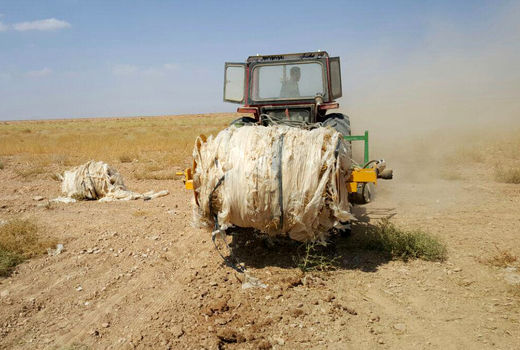  بقایای پلاستیک را از مزارع جالیزی جمع آوری کنید