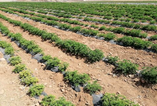 ۱۶۰۰ هکتار از اراضی در تصاحب گیاهان دارویی