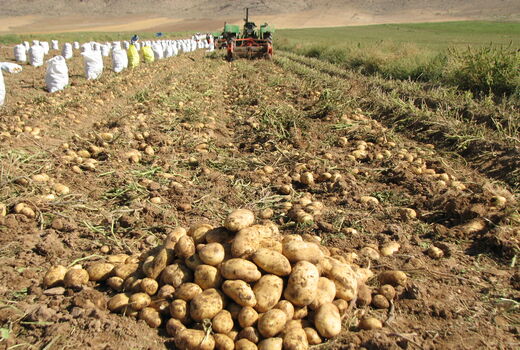 آغاز برداشت محصول سیب زمینی از مزارع  شهرستان آوج