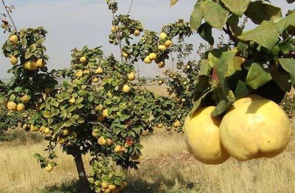 آغاز برداشت ۱۳ هزار تن "بِه" در نطنز