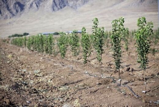 کشت ۱۶ میلیون درخت در استان بوشهر 