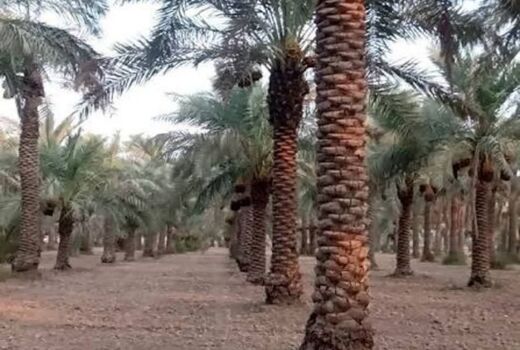 بیماری خامج تهدیدی جدی برای نخلستان‌های خوزستان 