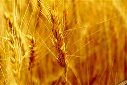 خرید تضمینی 4 میلیون و 352 هزار تن گندم از کشاورزان