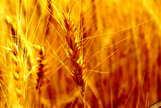 خرید تضمینی 4 میلیون و 352 هزار تن گندم از کشاورزان