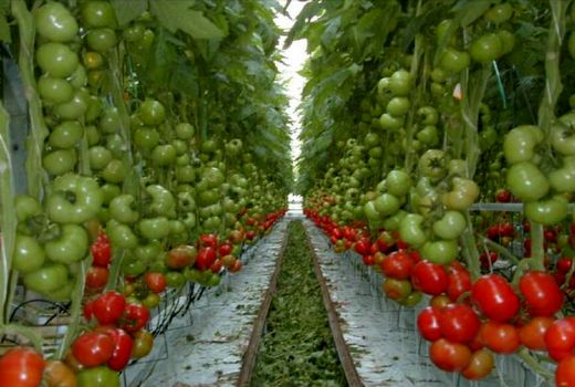 احداث بزرگترین گلخانه هیدروپونیک کشور در استان مرکزی