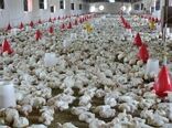 آغاز طرح واکسیناسیون طیور علیه بیماری نیوکاسل درسیستان وبلوچستان