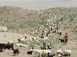 عشایر  تولید کننده اصلی تولیدات دامی و محصولات لبنی سالم  شهرستان شهربابک 