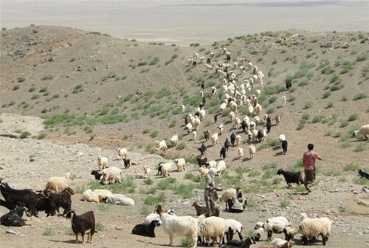 عشایر  تولید کننده اصلی تولیدات دامی و محصولات لبنی سالم  شهرستان شهربابک 