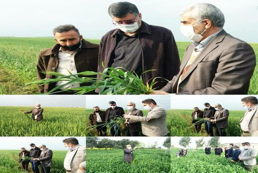 بازدید مجری طرح گندم کشور از مزارع گندم استان گلستان