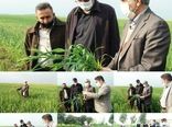 بازدید مجری طرح گندم کشور از مزارع گندم استان گلستان
