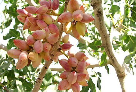 تولید بیش از 1400  تن محصول پسته در استان آذربایجان شرقی در سال جاری