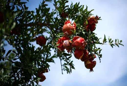 هرساله ۸۰ هکتار از باغ‌های انار کاشان از بین می‌رود