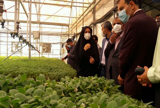 قزوین جزو استان‌های برتر کشور در تولید نشا است