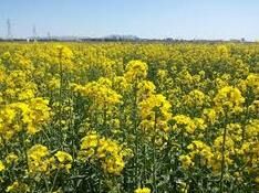 خرید تضمینی ۱۵۰ تن کلزا از بهره برداران استان اصفهان
