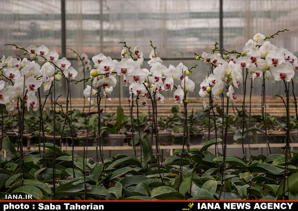 پرورش ارکیده در گلخانه 