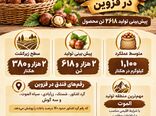 برداشت طلایی فندق در قزوین؛ پیش‌بینی تولید ۲۶۱۸ تن محصول
