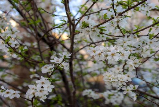 بهار زودرس در خراسان شمالی 