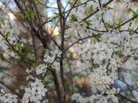 بهار زودرس در خراسان شمالی 