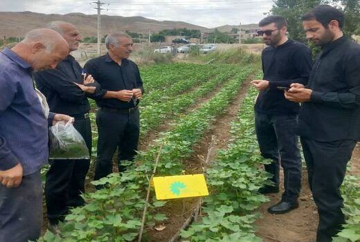 مدیریت آفات کرم گلوگاه انار و غوزه پنبه با استفاده از زنبورهای پارازیتوئید در آذربایجان شرقی