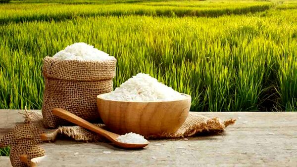 برای اولین بار برنج مازندران نشان سلامت تات را کسب کرد