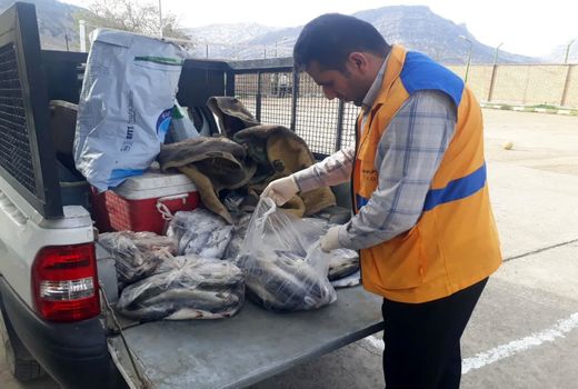 توقیف و معدوم سازی 200 کیلوگرم ماهی در اندیکا